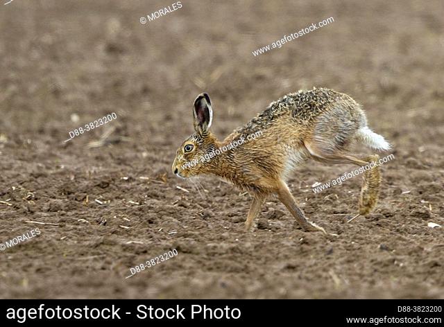 France, Department of Oise (60), Senlis region, arable land, European hare (Lepus europaeus), at the time of reproduction, run in the fields