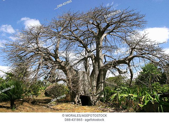 Baobab, Upside-down Tree. Adansonia digitata. Mayotte. Indian Ocean