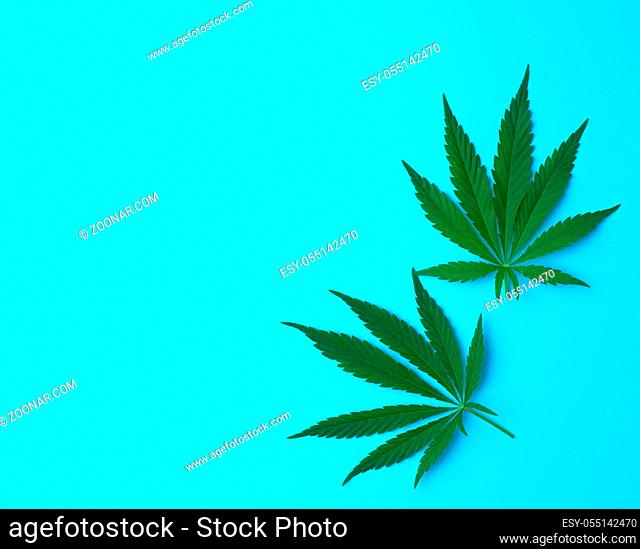 green leaves of hemp on a blue background, top view, copy space