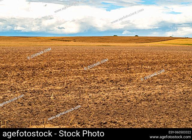 Agricultural Field. Cropped Wheat Ears on the Field After Harvest. A Field of Golden Wheat and Blue Sky