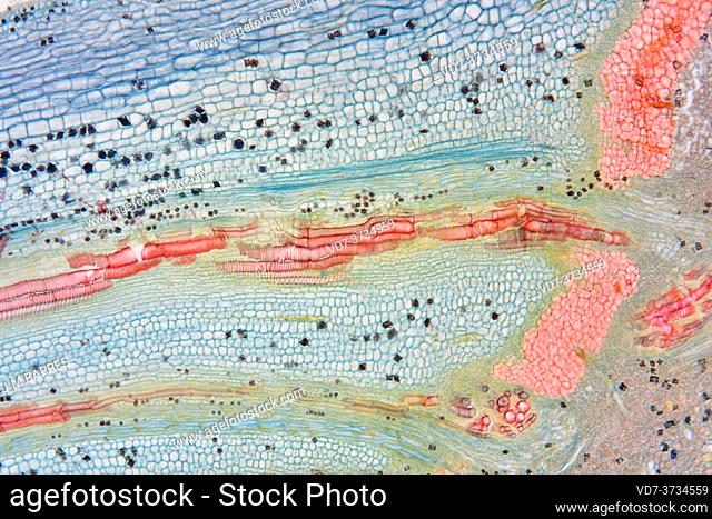 White mulberry stem with spiral xylem (red up), phloem (red down) and abscission tissue (red right). Photomicrograph X 50 at 10 cm wide