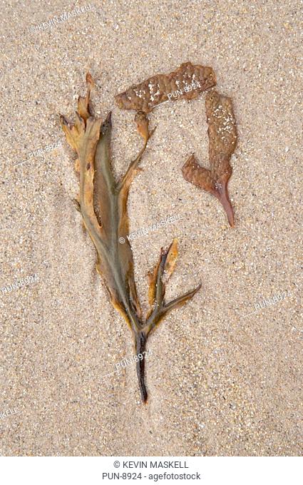 Toothed wrack Fucus serratus washed up onto a beach on Northumberland coast
