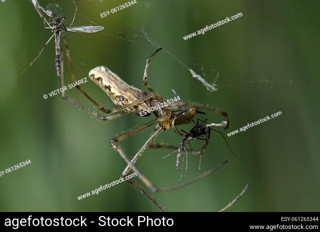 Spider Tetragnatha extensa with a prey. Captren lagoon. Conguillio National Park. Araucania Region. Chile