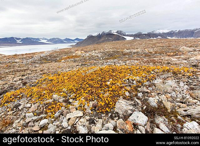Least Willow (Salix herbacea) with yellow leaves in autumn, Svalbard. Norway
