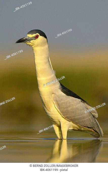 Black-crowned Night Heron (Nycticorax nycticorax), adult, in the morning light in a fish pond foraging for food, Kiskunság National Park, Southeastern Hungary