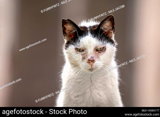 close up portrait of sick stray cat portrait in palma de mallorca, spain