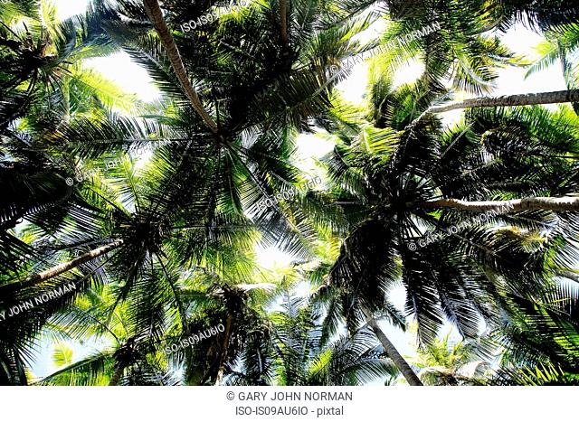 Low angle view of palm trees, Maho Bay, St.John, US Virgin Islands