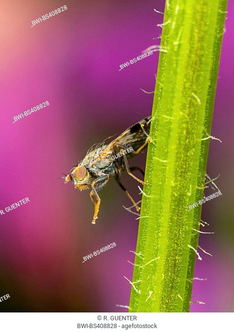 Tephritid fly (Tephritis neesii), male on ox-eye daisy (Leucanthemum vulgare), Germany