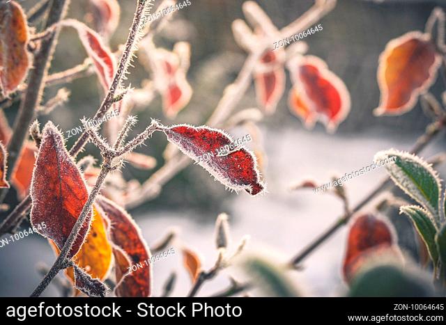Cold morning with frost on plants in a garden in an early winter sunrise