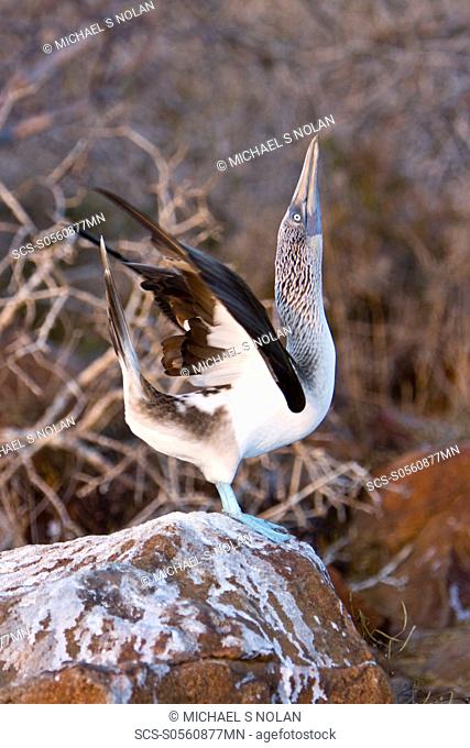 Blue-footed booby Sula nebouxii in the Galapagos Island Group, Ecuador The Galapagos are a nesting and breeding area for blue-footed boobies