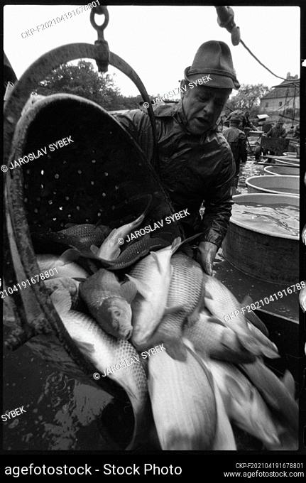 ***OCTOBER 17, 1983 FILE PHOTO***Fishermen during a traditional fish haul of the Bezdrev pond in Hluboka nad Vltavou, Czechoslovakia, October 17, 1983