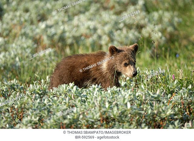 Brown Bear cub (Ursus arctos) ca. half a year old, crossing the tundra, Denali National Park, Alaska, USA