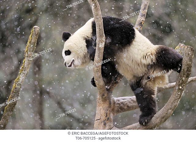 Subadult giant panda climbing in a tree (Ailuropoda melanoleuca) Wolong Nature Reserve, China