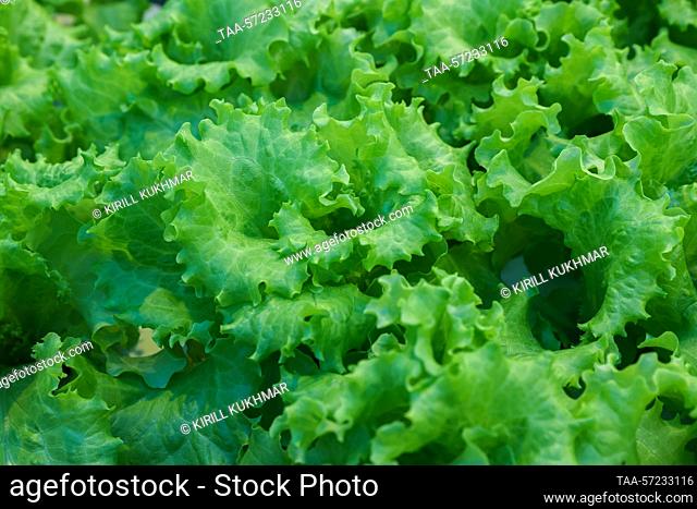 Russia. Novosibirsk Region. Koltsovo. Green lettuce leaves. Kirill Kukhmar/TASS