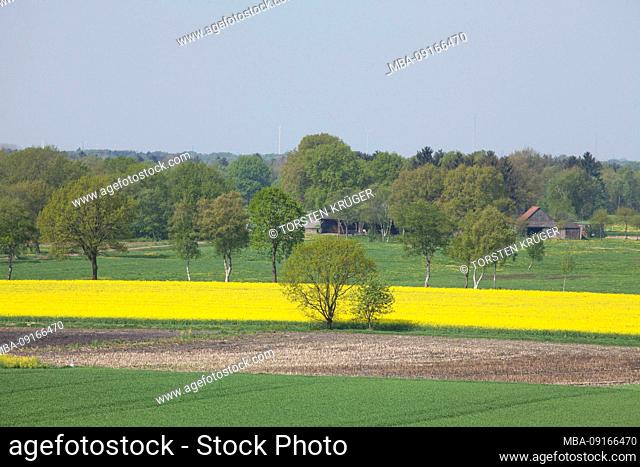 Rapsfeld and Kornfeld, Quelkhorn, Lower Saxony, Germany, Europe