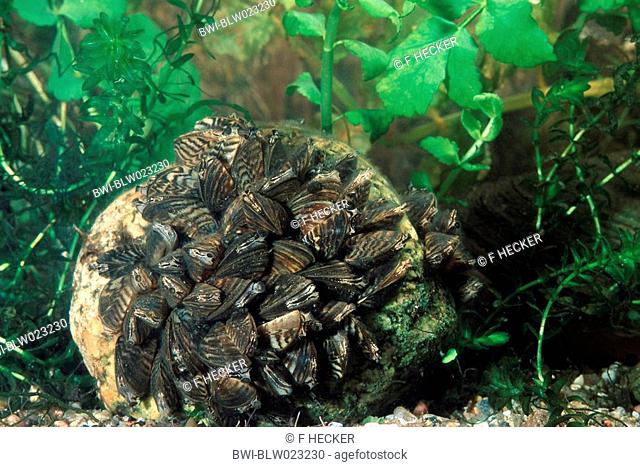zebra mussel, many-shaped dreissena Dreissena polymorpha, group on a stone, Germany