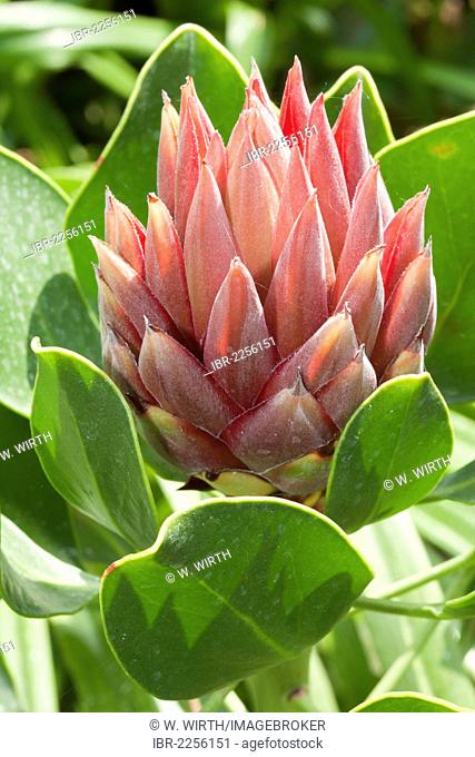 King Protea (Protea cynaroides), native to South Africa, Cape Province, Botanical Garden, Duesseldorf, North Rhine-Westphalia, Germany, Europe