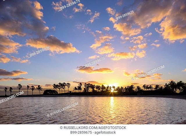PALM TREES REFLECTING POOL ATOLL MATHESON HAMMOCK COUNTY PARK MIAMI FLORIDA USA