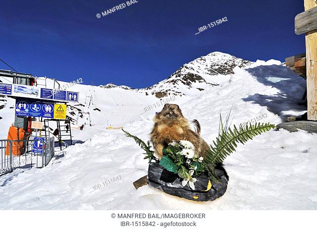 Stubai Glacier, skiing slopes, sun-faced, stuffed groundhog, Tyrol, Austria, Europe