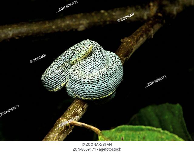 Jungtier der giftigen Amazonas Lanzenotter (Bothriopsis bilineata), Familie der Vipern (Viperidae), Amazonas Regenwald, Yasuni Nationalpark