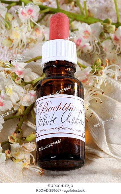 Bottle with Bach Flower Stock Remedy  'White Chestnut' Horse Chestnut Aesculus hippocastanum