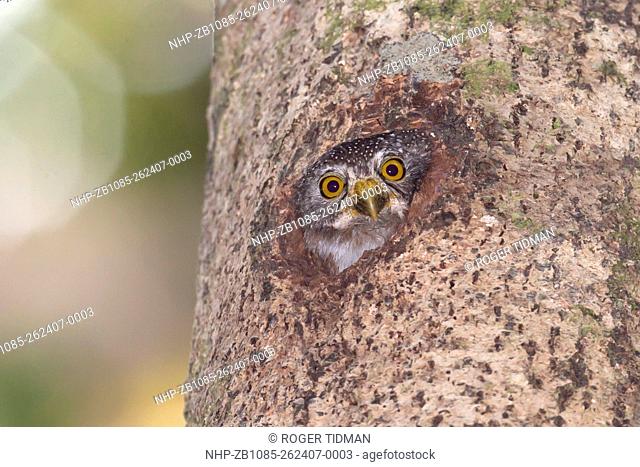 Amazonian Pygmy Owl, Glaucidium hardyi, peering from nest hole, Peru