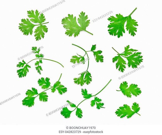 green coriandrum sativum leaves isolated on white background, flat lay, top view
