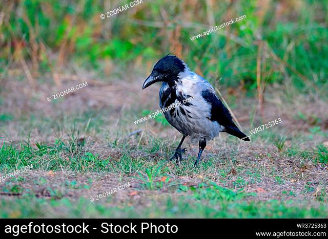 Carrion crow looking for food. Nebelkraehe bei der Futtersuche