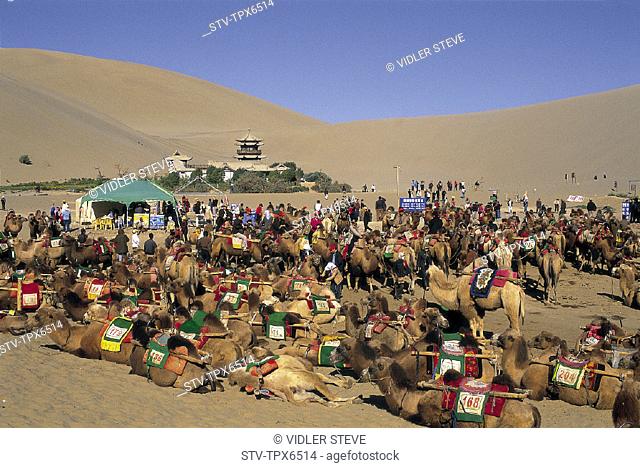 Asia, Camels, China, Desert, Dune, Dunes, Dunhuang, Gansu, Holiday, Landmark, Mingshan, Mount, Province, Sand, Silk road, Touris