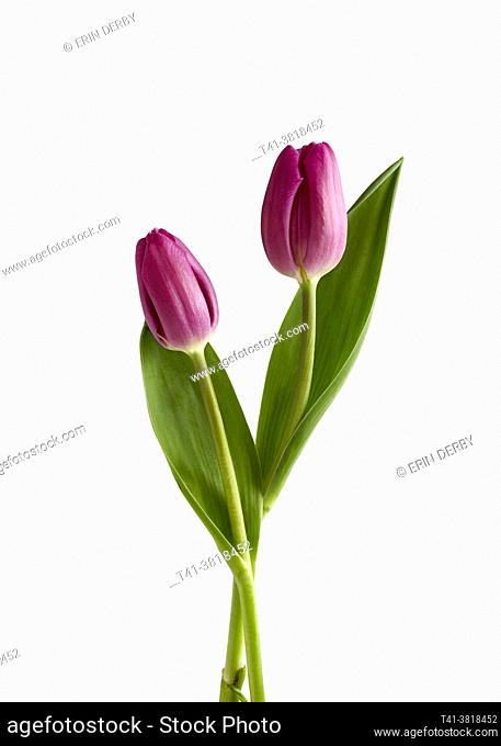 A couple of tulips against a white background