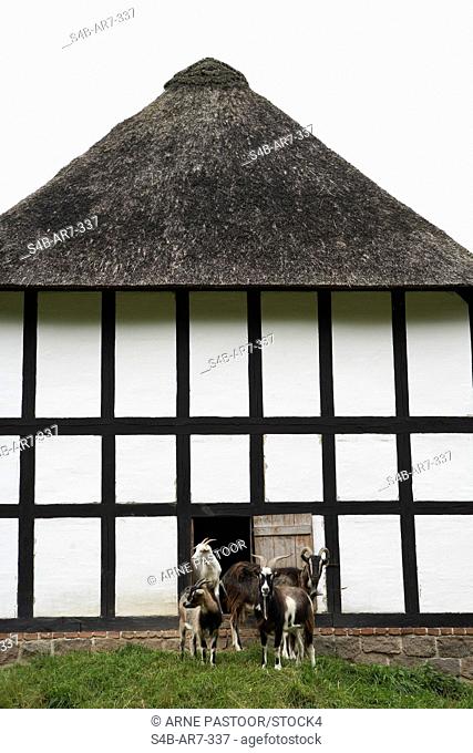 Goats in front of their barn