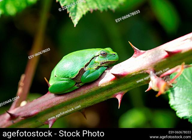 European Treefrog or Hyla arborea sits in the sun on a branch of a blackberry