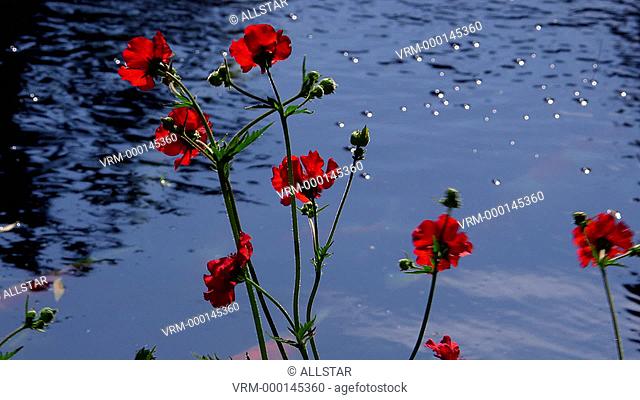WEATHERED RED GEUM BLAZING SUNSET FLOWERS & KOI CARP; SCARBOROUGH, NORTH YORKSHIRE, ENGLAND; 01/06/2014