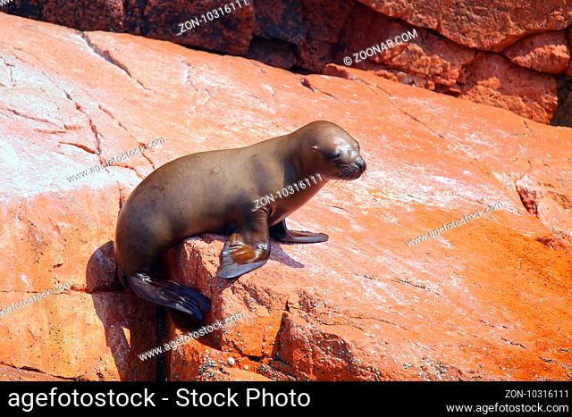 Young South American sea lion (Otaria flavescens) in Ballestas islands Reserve in Peru. Ballestas islands are an important sanctuary for marine fauna