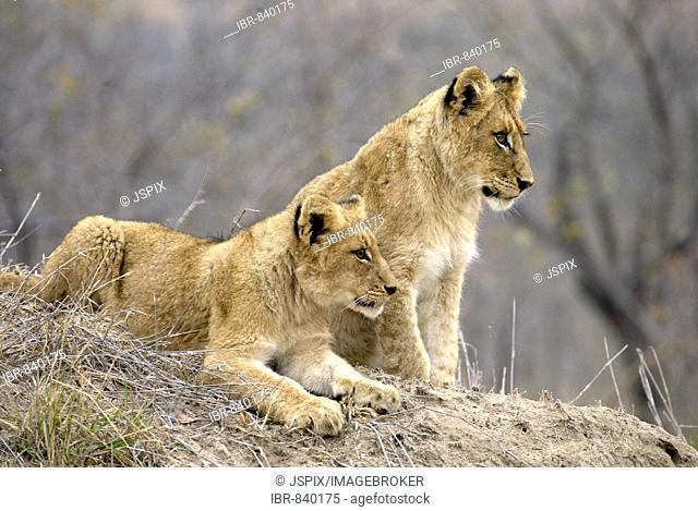 Lion (Panther leo), cubs, Sabi Sand Game Reserve, South Africa