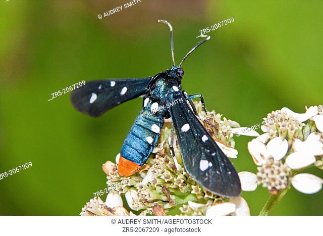 A boldly patterned polka-dot wasp moth--also known as an oleander moth--(Syntomeida epilais) feeds on frostweed, also known as white crownbeard (Verbesina...