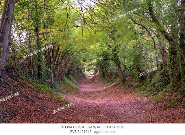 The path to Halnaker Windmill, Mill Lane, Chichester, West Sussex, England, Uk