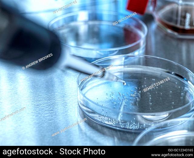 UK, Buckinghamshire, High Wycombe, Petri dish and pipette in laboratory