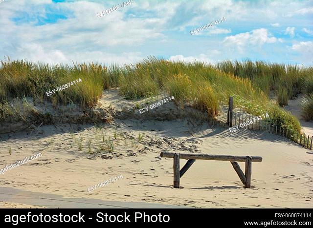 Beach grass in the dunes with a wooden fence, with blue sky