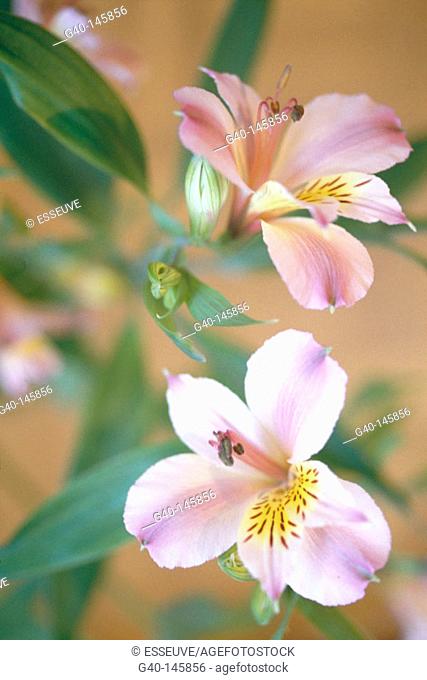 Lily of the Incas (Alstroemeria pelegrina)