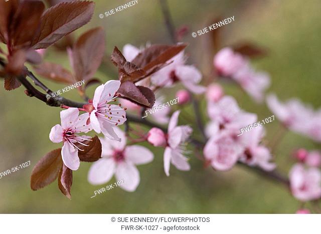 Cherry plum, Black cherry plum, Prunus cerasifera 'Nigra', Pink blossom & leaves opening together in garden border