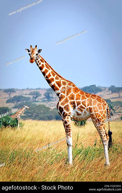 Rothschild-Giraffen im Murchison Falls Nationalpark Uganda (Giraffa camelopardalis rothschildi) | Ugandan giraffe, Murchison Falls National Park Uganda (Giraffa...