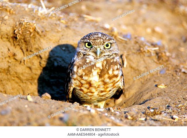 Burrowing Owl (Athene cunicularia) at Den, Antelope Island, Utah