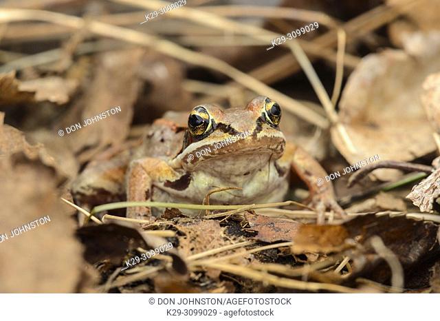 Wood frog (Lithobates sylvaticus or Rana sylvatica), Greater Sudbury, Ontario, Canada