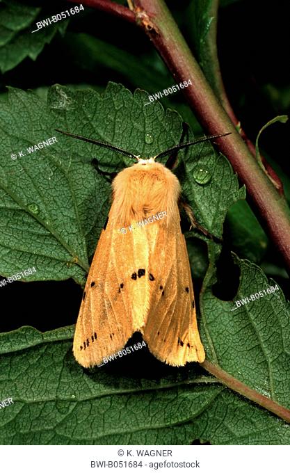 Buff Ermine Moth (Spilosoma lutea, Spilosoma luteum, Spilarctia lutea), sitting on a leaf, Germany