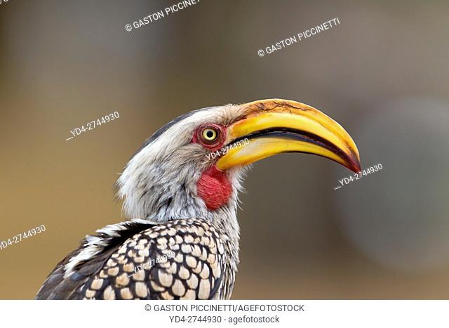 Yellowbilled Hornbill (Tockus flavirostris), Kruger National Park, South Africa