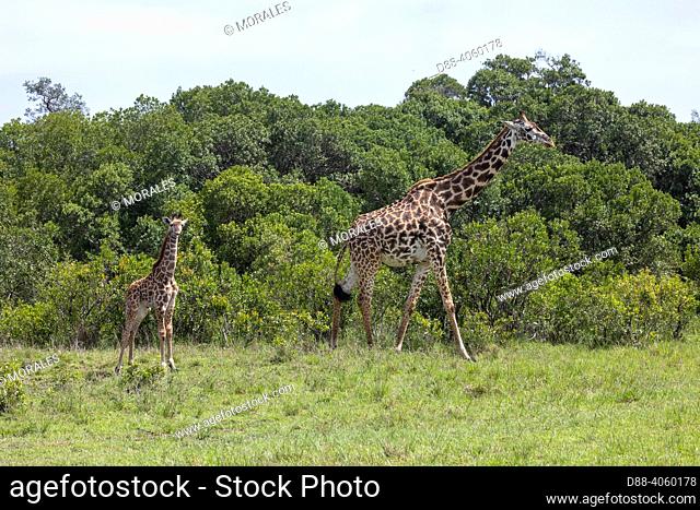 Africa, East Africa, Kenya, Masai Mara National Reserve, National Park, Giraffe (Giraffa camelopardalis), mother with baby in the savannah