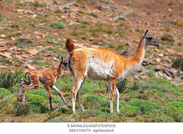 Chile, Patagonia, Magellan Region, Torres del Paine National Park, Guanaco (Lama guanicoe), adult female and baby