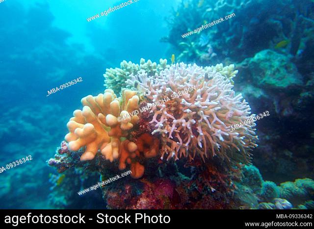 Colorful coral reef, Coral Sea, Cairns, Queensland, Australia