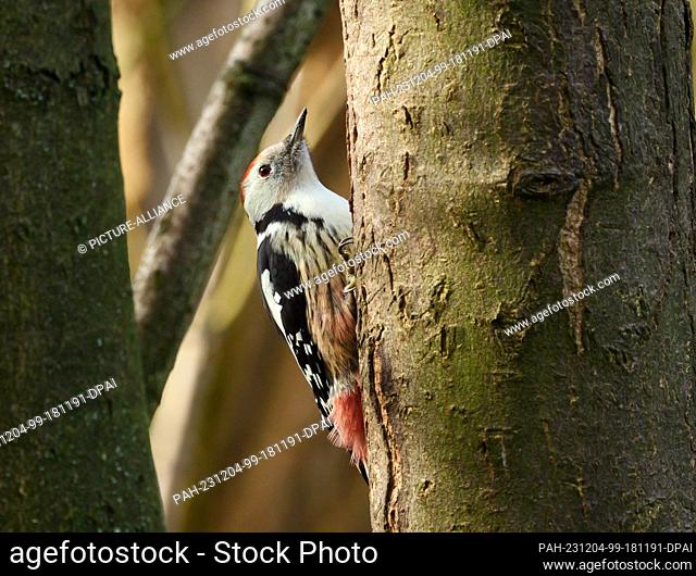 26 November 2023, Berlin: 26.11.2022, Berlin. A middle spotted woodpecker (Leiopicus medius) sits on the bark of a tree on a cold November day